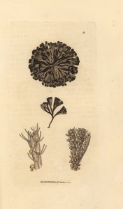 Bugulina avicularia (Flustra avicularis). James Sowerbyn käsinvärinen kuparikaiverrus The British Miscellanysta tai värillisiä hahmoja uusista, harvinaisista tai vähän tunnetuista eläimistä. tekijältä James Sowerby