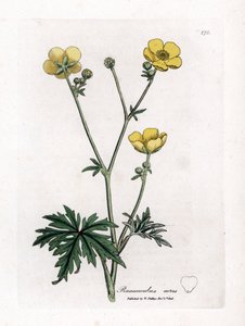 Buttercup tai Button d