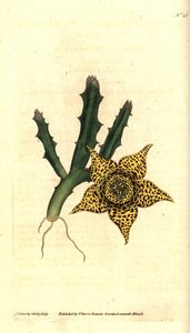 Kaktustärkkelys - Orbea variegata (Variegated stapelia, Stapelia variegata). James Sowerbyn käsinvärinen kuparikaiverrus ja kasvitieteellinen kuvitus William Curtisin The Botanical Magazinesta, Lambeth Marsh, Lontoo tekijältä James Sowerby