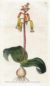 Cape Town Cuckoo - James Sowerbyn (1757-1822) litografia, William Curtisin (1746-1799) kasvitieteellinen aikakauslehti. tekijältä James Sowerby
