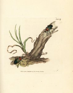 Carabus nitens -kuoriainen. James Sowerbyn käsinvärinen kuparikaiverrus The British Miscellanysta tai värillisiä hahmoja uusista, harvinaisista tai vähän tunnetuista eläimistä. tekijältä James Sowerby