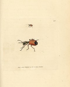 Carabus rotundicollis -kuoriainen. James Sowerbyn käsinvärinen kuparikaiverrus The British Miscellanysta tai värillisiä hahmoja uusista, harvinaisista tai vähän tunnetuista eläimistä. tekijältä James Sowerby