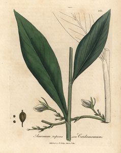 Kardemumma, Elettaria cardamomum tekijältä James Sowerby