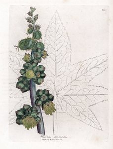 Risiini - Risiiniöljykasvi, Ricinus communis. Käsinvärinen kuparilevykaiverrus James Sowerbyn kasvitieteellisestä kuvituksesta William Woodvillesta ja Sir William Jackson Hookerin "" Medical Botany" -teoksesta, John Bohn, Lontoo tekijältä James Sowerby