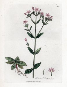 Centaury Chironia - Centaury, Chironia centaurium. Käsinvärinen kuparilevykaiverrus James Sowerbyn kasvitieteellisestä kuvituksesta William Woodvillesta ja Sir William Jackson Hookerin "" Medical Botany" -teoksesta, John Bohn, Lontoo tekijältä James Sowerby