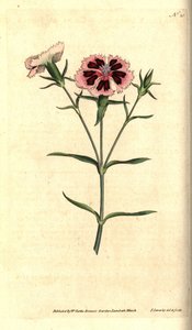 Kiinan neilikka - Kiinan vaaleanpunainen tai Intian pinkki, Dianthus chinensis. James Sowerbyn käsinvärinen kuparikaiverrus ja kasvitieteellinen kuvitus William Curtisin The Botanical Magazinesta, Lambeth Marsh, Lontoo tekijältä James Sowerby