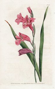 Common Glaieul - James Sowerbyn (1757-1822) litografia, William Curtisin (1746-1799) kasvitieteellinen aikakauslehti tekijältä James Sowerby