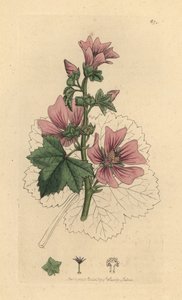 Malva, Malva sylvestris Käsinvärinen kuparikaiverrus James Sowerbyn piirustuksen mukaan James Smithin englantilaiseen kasvitieteeseen