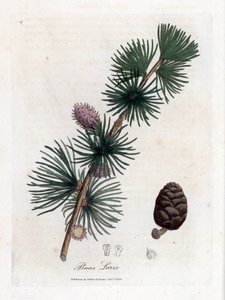 Tavallinen tai eurooppalainen meletsi - lehtikuusi, Larix decidua. Käsinvärinen kuparilevykaiverrus James Sowerbyn kasvitieteellisestä kuvituksesta William Woodvillesta ja Sir William Jackson Hookerin "" Medical Botany" -teoksesta, John Bohn, Lontoo tekijältä James Sowerby