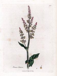 Harvinainen oseillle tai iso suolaheinä - Puutarhasukela, Rumex acetosa. Käsinvärinen kuparilevykaiverrus James Sowerbyn kasvitieteellisestä kuvituksesta William Woodvillesta ja Sir William Jackson Hookerin "" Medical Botany" -teoksesta, John Bohn, Lontoo tekijältä James Sowerby