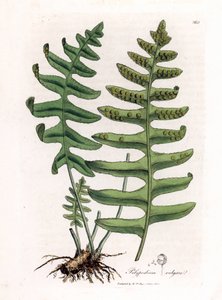 Harvinainen polypoda tai puulakritsi (saniainen) - Polypody, Polypodium vulgare. Käsinvärinen kuparilevykaiverrus James Sowerbyn kasvitieteellisestä kuvituksesta William Woodvillesta ja Sir William Jackson Hookerin "" Medical Botany" -teoksesta, John Bohn,