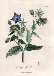 Ylellinen purasruoho. Käsinvärjätty kuparikaiverrus James Sowerbyn (1757-1822) piirroksesta Botanique Medicinalessa tekijältä James Sowerby