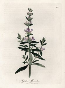 Kompendiaalinen iisoppi. Käsinvärjätty kuparikaiverrus James Sowerbyn (1757-1822) piirroksesta Botanique Medicinalessa tekijältä James Sowerby