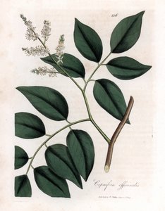 Copaier - Copaivan balsami, Copaifera officinalis. Käsinvärinen kuparilevykaiverrus James Sowerbyn kasvitieteellisestä kuvituksesta William Woodvillesta ja Sir William Jackson Hookerin "" Medical Botany" -teoksesta, John Bohn, Lontoo tekijältä James Sowerby