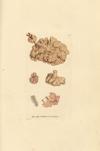 Korallilajit, Corallina auriculariaeformis. (Cactus coralline, Halimedia opuntia?) James Sowerbyn käsinvärinen kuparikaiverrus The British Miscellanysta tai värillisiä hahmoja uusista, harvinaisista tai vähän tunnetuista eläimistä. tekijältä James Sowerby