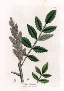 Corroyere eli korroyeureiden tai matkailijoiden sumakki - Jalavalehtinen sumakki, Rhus coriaria. Käsinvärinen kuparilevykaiverrus James Sowerbyn kasvitieteellisestä kuvituksesta William Woodvillesta ja Sir William Jackson Hookerin "" Medical Botany" -teoks tekijältä James Sowerby