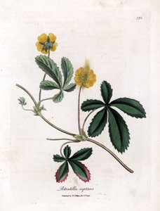 Creeping cinquefoil tai quintefeuille - Tavallinen cinquefoil, Potentilla reptans. Käsinvärinen kuparilevykaiverrus James Sowerbyn kasvitieteellisestä kuvituksesta William Woodvillesta ja Sir William Jackson Hookerin "" Medical Botany" -teoksesta, John Boh tekijältä James Sowerby