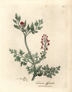 Crimson kukkainen fumitory, Fumaria officinalis tekijältä James Sowerby