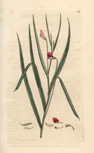 Crimson grassvetch, Lathyrus nissolia. Käsinvärinen kuparikaiverrus James Sowerbyn kuvituksen jälkeen James Smithin Englannin kasvitieteellisestä lehdestä Lontoossa tekijältä James Sowerby