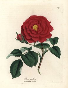 Crimson officinal ruusu, Rosa gallica tekijältä James Sowerby