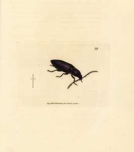 Ctenicera cuprea -kuoriainen (Elater chalybeus). James Sowerbyn käsinvärinen kuparikaiverrus The British Miscellanysta tai värillisiä hahmoja uusista, harvinaisista tai vähän tunnetuista eläimistä. tekijältä James Sowerby