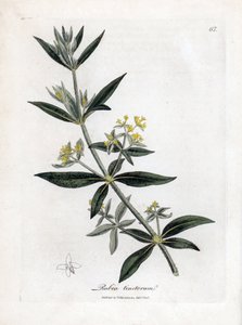 Dyerin madder, Rubia tinctorum. Käsinvärinen kuparilevykaiverrus James Sowerbyn kasvitieteellisestä kuvituksesta William Woodvillesta ja Sir William Jackson Hookerin "" Medical Botany" -teoksesta, John Bohn, Lontoo tekijältä James Sowerby