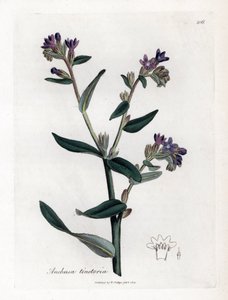 Dyerin orcanette tai tinctorale - Dyerin bugloss tai alkaatti, Anchusa tinctoria. Käsinvärinen kuparilevykaiverrus James Sowerbyn kasvitieteellisestä kuvituksesta William Woodvillesta ja Sir William Jackson Hookerin "" Medical Botany" -teoksesta, John Bohn tekijältä James Sowerby