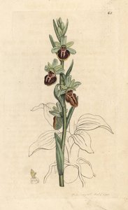 Varhainen hämähäkkiorkidea, Ophrys sphegodes (Spider orchis, Ophrys aranifera). Käsinvärinen kuparikaiverrus James Sowerbyn kuvituksen jälkeen James Smithin Englannin kasvitieteellisestä lehdestä Lontoossa tekijältä James Sowerby