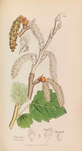 Englantilainen kasvitiede, 1790-1800. tekijältä James Sowerby
