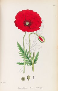 Englantilainen kasvitiede, 1790-1800. tekijältä James Sowerby