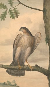 Euraasian varpushaukka tekijältä James Sowerby
