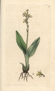 Suoorkidea, Liparis loeselii (Dwarf ophrys, Ophrys loeselii). Käsinvärinen kuparikaiverrus James Sowerbyn kuvituksen jälkeen James Smithin Englannin kasvitieteellisestä lehdestä Lontoossa tekijältä James Sowerby