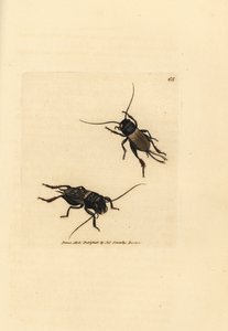 Kenttäkriketti, Gryllus campestris (Accheta campestris). James Sowerbyn käsinvärinen kuparikaiverrus The British Miscellanysta tai värillisiä hahmoja uusista, harvinaisista tai vähän tunnetuista eläimistä. tekijältä James Sowerby
