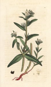 Field gromwell, Buglossoides arvensis (Lithospermum arvense) (Gremil des champs) Käsinvärinen kuparikaiverrus James Sowerbyn piirustuksen jälkeen James Smithin Englannin kasvitieteestä, Lontoo tekijältä James Sowerby