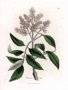 Kukkiva saarni, Fraxinus ornus. Käsinvärinen kuparilevykaiverrus James Sowerbyn kasvitieteellisestä kuvituksesta William Woodvillesta ja Sir William Jackson Hookerin "" Medical Botany" -teoksesta, John Bohn, Lontoo tekijältä James Sowerby