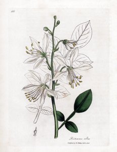 Fraxinelle - Valkoinen fraxinella tai basard dittany, Dictamnus albus. Käsinvärinen kuparilevykaiverrus James Sowerbyn kasvitieteellisestä kuvituksesta William Woodvillesta ja Sir William Jackson Hookerin "" Medical Botany" -teoksesta, John Bohn, Lontoo tekijältä James Sowerby