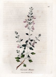 Germandree marum tai kissan germandree - Kissatimjami, Teucrium marum. Käsinvärinen kuparilevykaiverrus James Sowerbyn kasvitieteellisestä kuvituksesta William Woodvillesta ja Sir William Jackson Hookerin "" Medical Botany" -teoksesta, John Bohn, Lontoo tekijältä James Sowerby