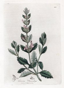 Germandree petit tammi - Saksanpentu, Teucrium chamaedrys. Käsinvärinen kuparilevykaiverrus James Sowerbyn kasvitieteellisestä kuvituksesta William Woodvillesta ja Sir William Jackson Hookerin "" Medical Botany" -teoksesta, John Bohn, Lontoo tekijältä James Sowerby