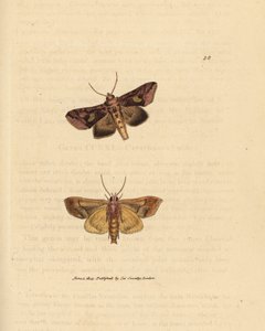 Kultainen koi, Autographa bractea (Phalaena Noctua bractea). James Sowerbyn käsinvärinen kuparikaiverrus The British Miscellanysta tai värillisiä hahmoja uusista, harvinaisista tai vähän tunnetuista eläimistä. tekijältä James Sowerby