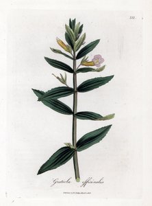 Gratiole officinale - Hedge-iisoppi, Gratiola officinalis. Käsinvärinen kuparilevykaiverrus James Sowerbyn kasvitieteellisestä kuvituksesta William Woodvillesta ja Sir William Jackson Hookerin "" Medical Botany" -teoksesta, John Bohn, Lontoo
