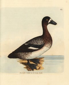 Isosorkka, Aythya marila, naaras (White-faced ankka, Anas fraenata). James Sowerbyn käsinvärinen kuparikaiverrus The British Miscellanysta tai värillisiä hahmoja uusista, harvinaisista tai vähän tunnetuista eläimistä. tekijältä James Sowerby