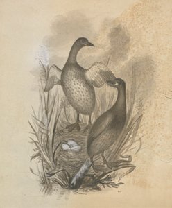 Grebes tekijältä James Sowerby