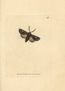 Vihreäsilmäinen pistekoi, Valeria oleagina (Phalaena Bombyx oleagina). James Sowerbyn käsinvärinen kuparikaiverrus The British Miscellanysta tai värillisiä hahmoja uusista, harvinaisista tai vähän tunnetuista eläimistä. tekijältä James Sowerby