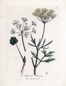 Vihreä anis (Pimpinella anisum). Käsinvärjätty kuparikaiverrus James Sowerbyn kuvituksesta. Ote William Woodvillen ja Sir William Jackson Hookerin kirjasta "" Botanique medicale"" 1832. Väsymätön Sowerby (1757-1822) veti enemmän kuin