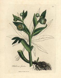 Vihreäkukkainen haiseva hellebore tai karhunjalka, Helleborus foetidus tekijältä James Sowerby