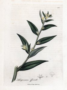 Gremil officinal tai helmiruoho - Gromwell, Lithospermum officinale. Käsinvärinen kuparilevykaiverrus James Sowerbyn kasvitieteellisestä kuvituksesta William Woodvillesta ja Sir William Jackson Hookerin "" Medical Botany" -teoksesta, John Bohn, Lontoo tekijältä James Sowerby