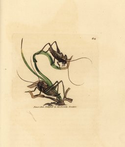 Harmaapensaskriketti, Platycleis grisea (Gray locust, Locust grisea). James Sowerbyn käsinvärinen kuparikaiverrus The British Miscellanysta tai värillisiä hahmoja uusista, harvinaisista tai vähän tunnetuista eläimistä. tekijältä James Sowerby