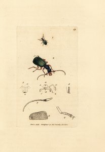 Maakuoriainen, Drypta dentata (kultasuinen carabus, Carabus chrysostomos). James Sowerbyn käsinvärinen kuparikaiverrus The British Miscellanysta tai värillisiä hahmoja uusista, harvinaisista tai vähän tunnetuista eläimistä. tekijältä James Sowerby