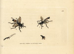 Karvainen hiekkaampiainen, Podalonia hirsuta (Ammophila hirsuta). James Sowerbyn käsinvärinen kuparikaiverrus The British Miscellanysta tai värilliset hahmot uusista, harvinaisista tai vähän tunnetuista eläimistä. tekijältä James Sowerby