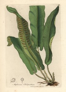 Harts-tongue saniainen, Asplenium scolopendrium tekijältä James Sowerby